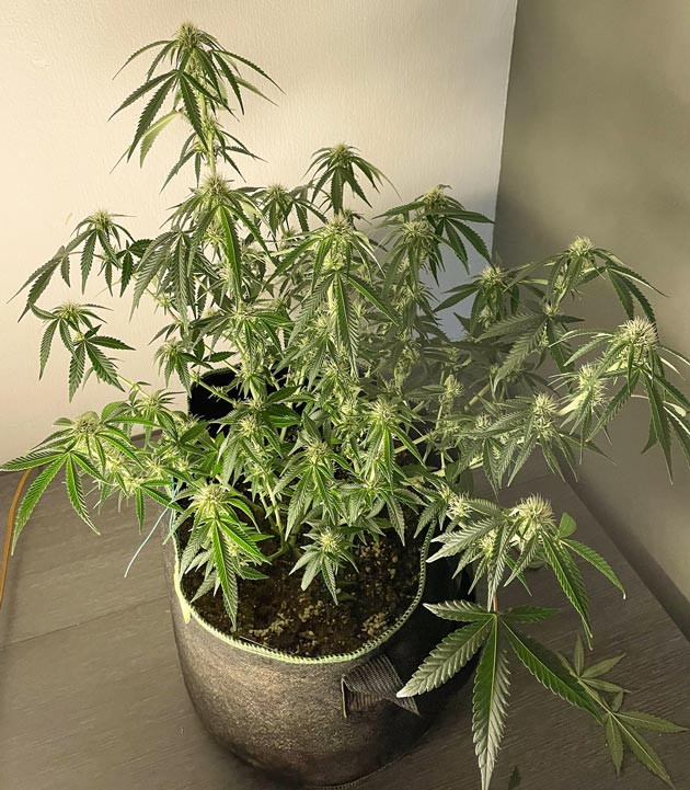 Увеличение шишек конопли