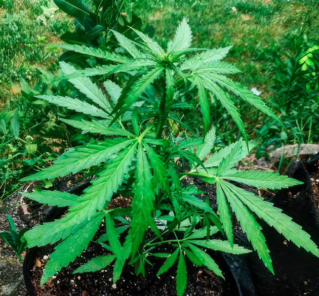 Titan F1 Auto ростом 45 см