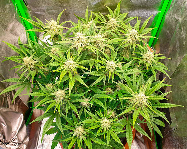 Цветение куста Wedding Cake Auto Куст Wedding Cake Auto на цветении