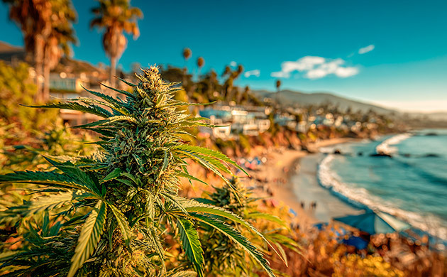 История происхождения сорта Stardawg