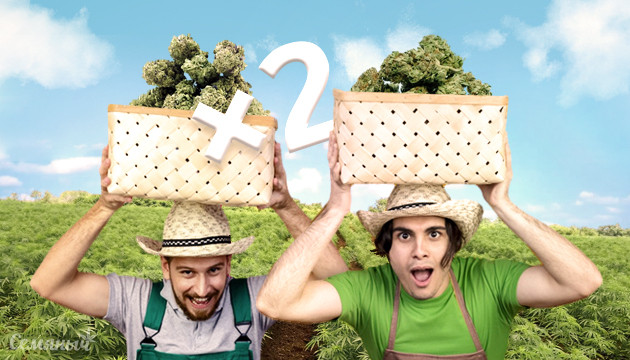 Два урожая за сезон Сбор двух урожаев за сезон в аутдоре