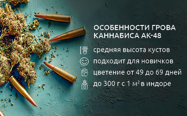 Выращивание сорта AK-48
