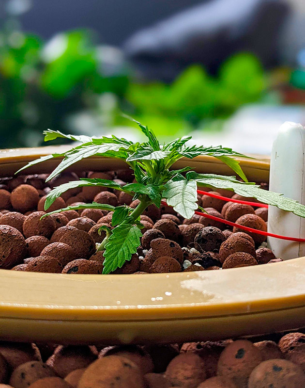 LST куста Gorilla Glue Auto