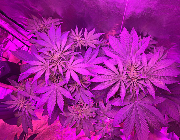 Подготовка куста Purple Lemonade Auto к цветению Тренировка растения Purple Lemonade Auto