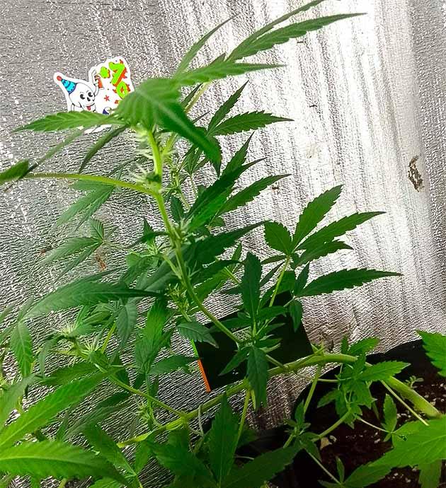 Куст Sexy Cinderella Auto на 7 неделе развития