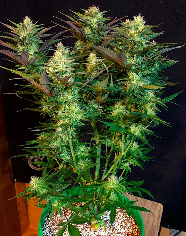 Куст с фиолетовыми листьями