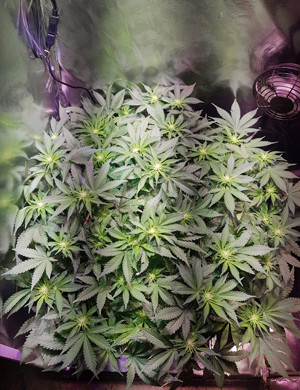 Формирование шишек Появление предцветов на кусте