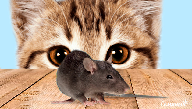 Ьорьба с мышами