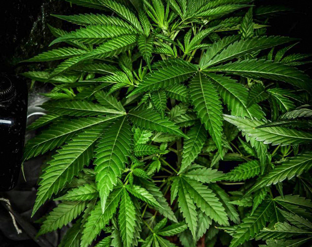 Стадия вегетации