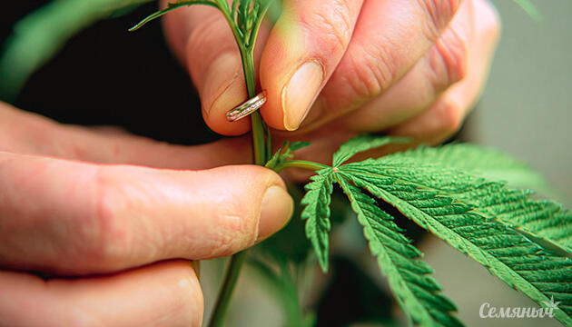 Метод тренировки марихуаны – кольцевание Кольцевание марихуаны