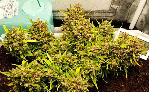 Небольшой куст “Лоурайдера”