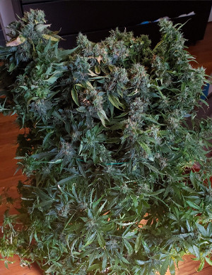 Созревший куст Mexican Airlines auto fem Сбор урожая Mexican Airlines auto fem