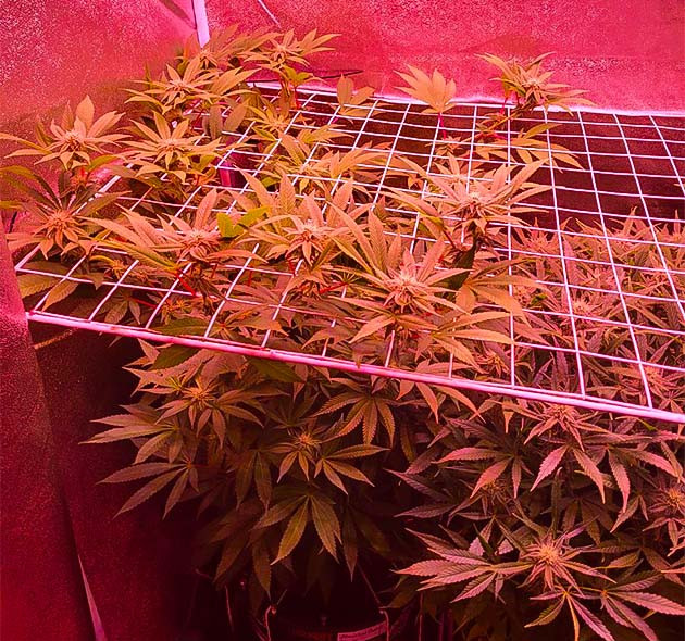 11 неделя выращивания каннабиса Moonshine Cookies ростом 99 см