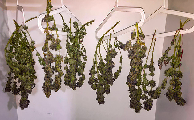 Впечатляющие результаты после выращивания Runtz Muffin 