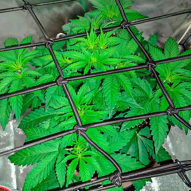 Последняя неделя вегетации 4 неделя сорта Keepers OG Autoflower от Seedkeepers