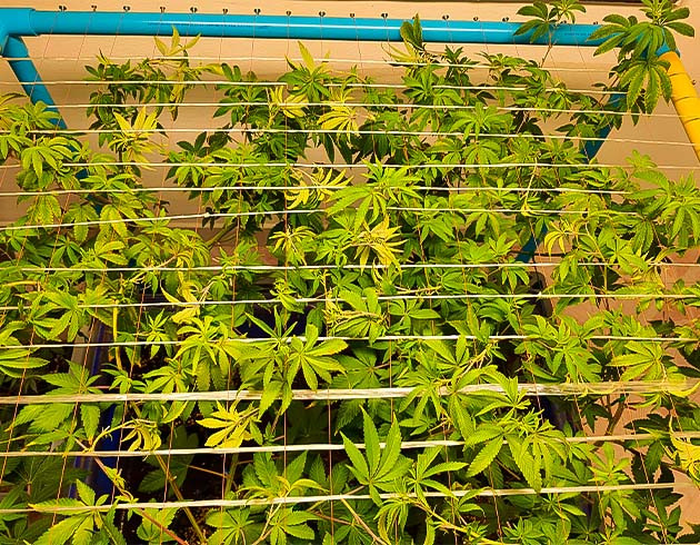 Конопля остановилась в росте End Game RBX EC #4 Line на 8 неделе роста