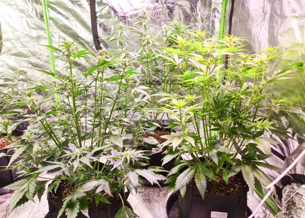 Рост Banana Banana Purple Punch Auto