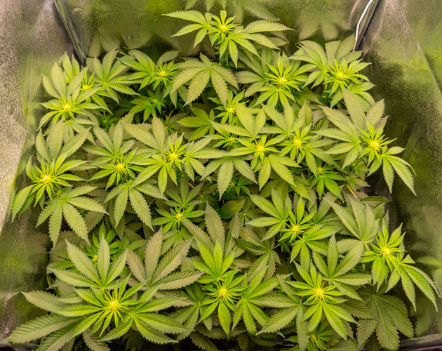 Формирование соцветий конопли Белые бутоны на верхушке каннабиса