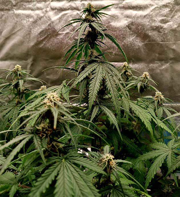 Куст Florida Sunrise Auto от 7CH American на стадии цветения