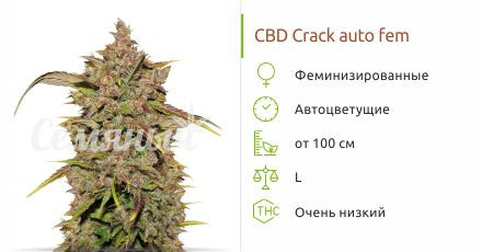 CBD Crack auto fem (FastBuds)
