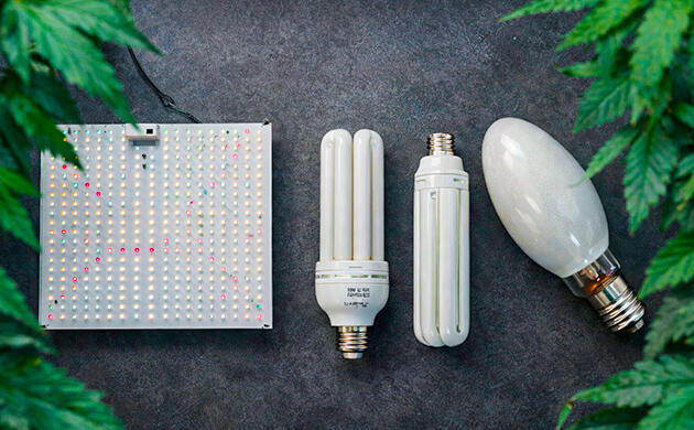 Вегетация конопли: рост, структура и синий свет