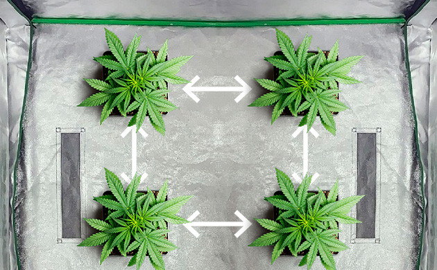 Правильное расстояние между саженцами конопли