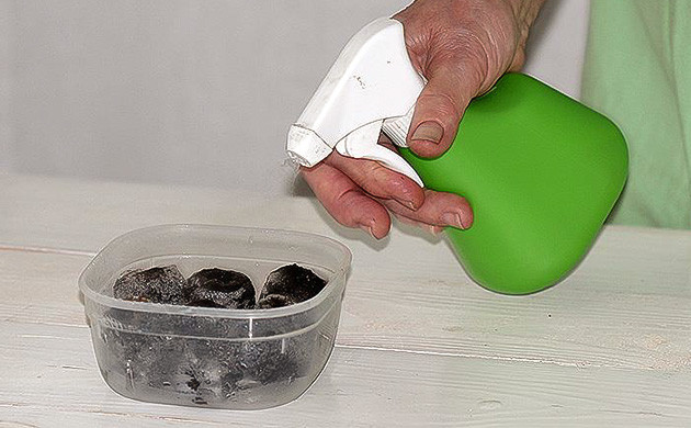 Смачивание торфяных таблеток