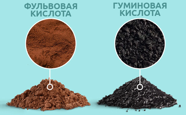 Гумусовые кислоты Гуминовые и фульвовые кислоты
