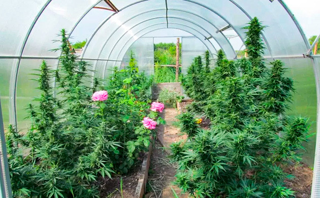 Теплица для защиты кустов от погодных условий