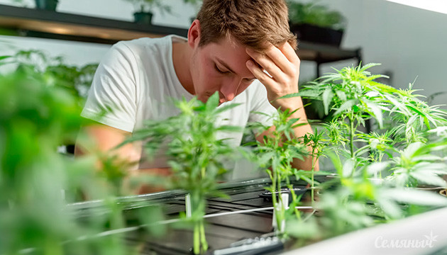 Проблемы выращивания конопли на гидропонике
