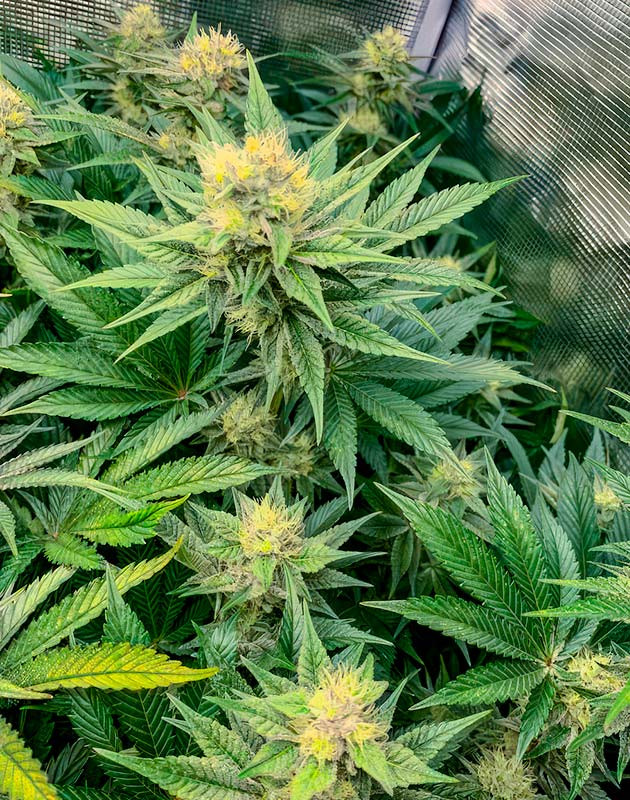 Активный рост каннабиса 9 неделя выращивания марихуаны