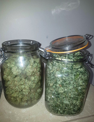 Готовый урожай Банки с сухими шишками