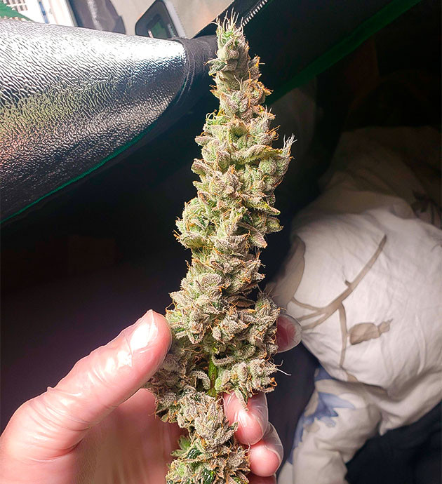 Срезанная шишка конопли