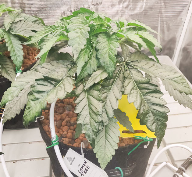 Lemon Tree: оптимизация полива и LST Улучшение влажности с помощью керамзита