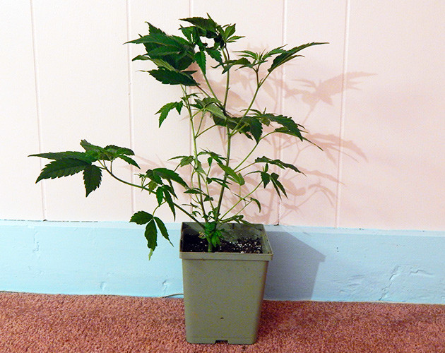 Каннабис высотой 35 см 