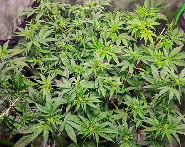 Подготовка куста Skywalker Haze к цветению