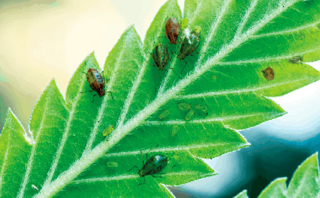 Борьба с вредителями и болезнями в уличном грове