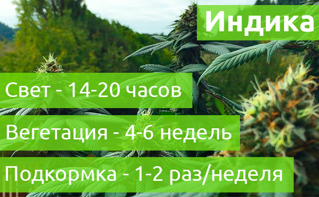 Особенности выращивания во время вегетации