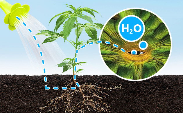Вбираение влаги через корни и листья