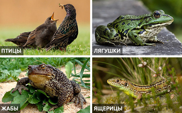 Птицы и земноводные