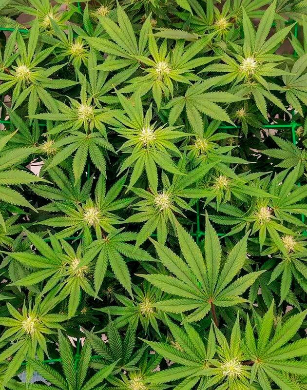 Остановка в росте Куст 50 Dragons от UKHTA на фазе цветения