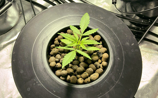 Смена питательного раствора Куст ростом 12 см