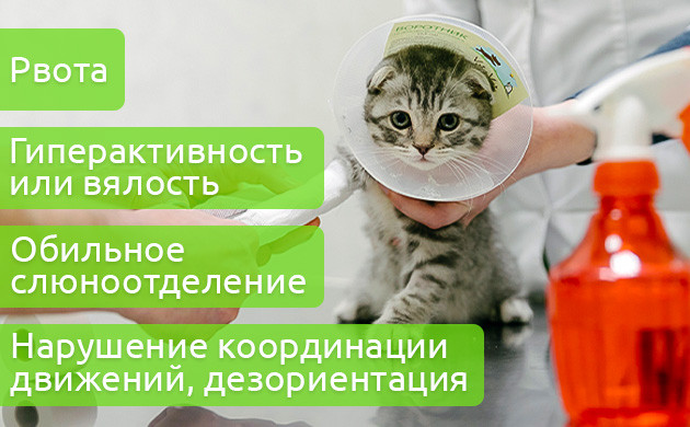 Четыре признака отравления животного коноплей