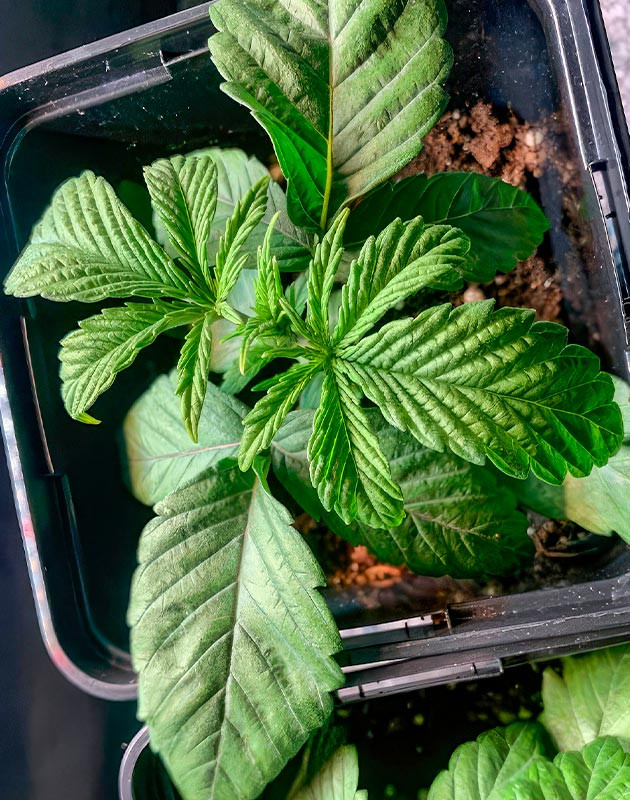 Рост рассады RS 11 x Banana OG в условиях сухого воздуха и ограниченного бокса Росток сорта RS 11 x Banana OG