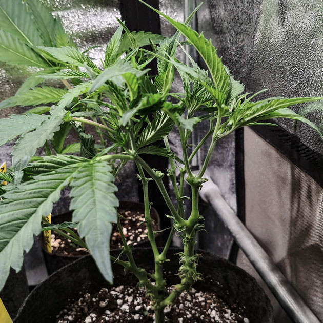 Кусты в конце 4 недели Куст с листьями обычной формы