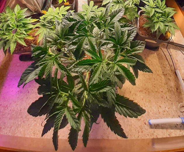 Обрезка и формирование куста Fullgas