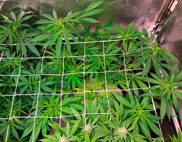Куст под ScrOG сеткой