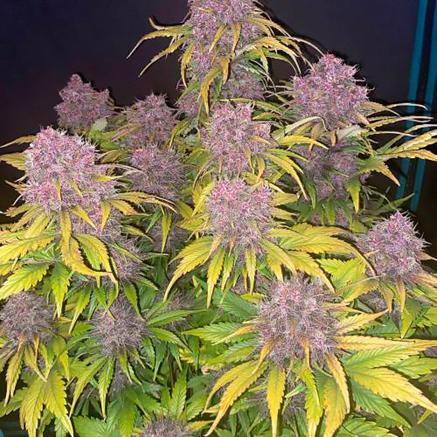 Фиолетовые шишки на кусте