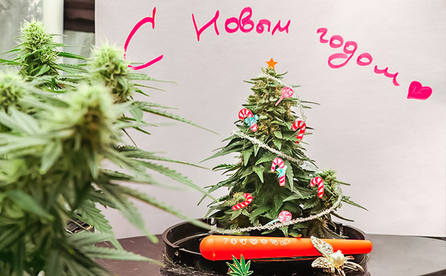 akRasty занял 3 место на Канна-ёлке 2024 Конкурс на форуме Канна-ёлка 2024 – akRasty