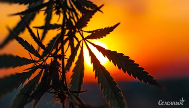 Влияние рассвета и заката на коноплю Влияние рассвета и заката на рост конопли